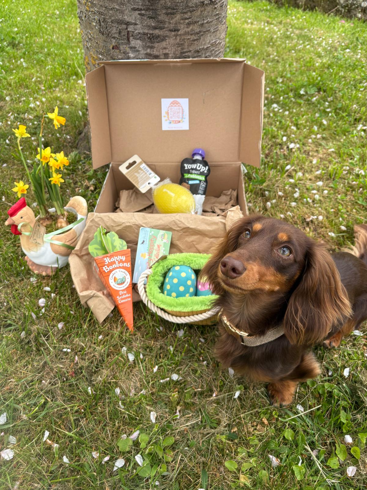 Abonnement annuel - Chiens