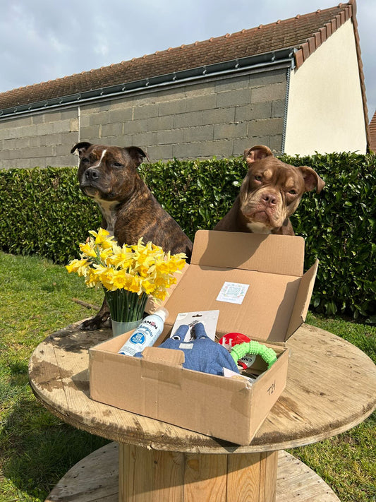 Abonnement mensuel à la box chien